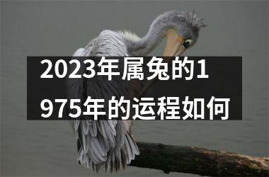 2023年属兔的1975年的运程如何