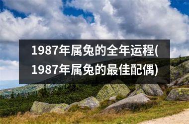 1987年属兔的全年运程(1987年属兔的最佳配偶)