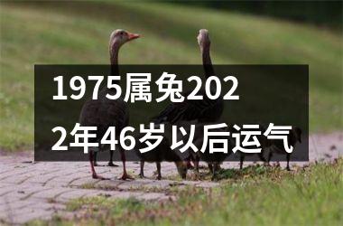 1975属兔2025年46岁以后运气