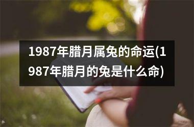 1987年腊月属兔的命运(1987年腊月的兔是什么命)