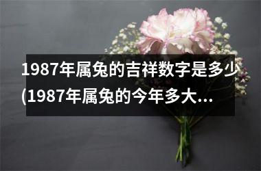 1987年属兔的吉祥数字是多少(1987年属兔的今年多大)