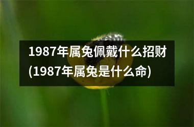 1987年属兔佩戴什么招财(1987年属兔是什么命)