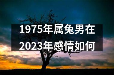 1975年属兔男在2025年感情如何