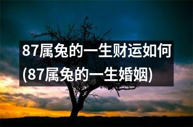 87属兔的一生财运如何(87属兔的一生婚姻)