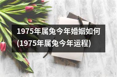 1975年属兔今年婚姻如何(1975年属兔今年运程)