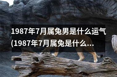 1987年7月属兔男是什么运气(1987年7月属兔是什么命)