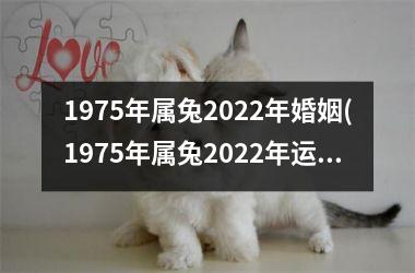 1975年属兔2022年婚姻(1975年属兔2022年运势)