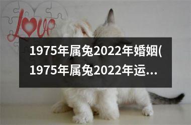 1975年属兔2025年婚姻(1975年属兔2025年运势)