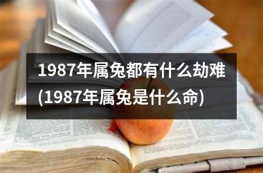 1987年属兔都有什么劫难(1987年属兔是什么命)