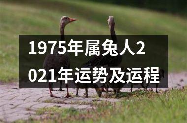 1975年属兔人2021年运势及运程