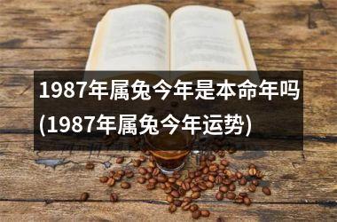1987年属兔今年是本命年吗(1987年属兔今年运势)