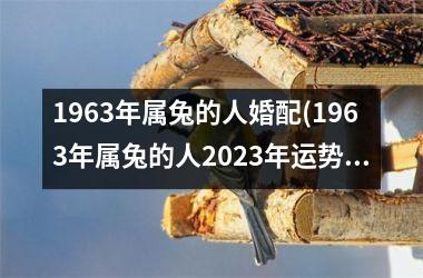 1963年属兔的人婚配(1963年属兔的人2023年运势)