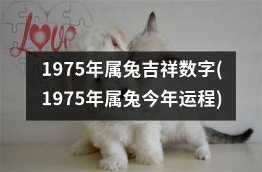 1975年属兔吉祥数字(1975年属兔今年运程)