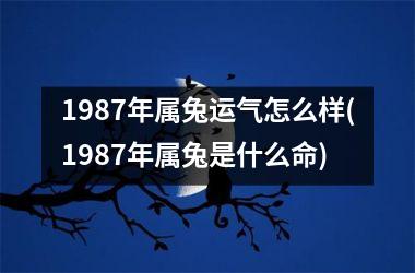 1987年属兔运气怎么样(1987年属兔是什么命)