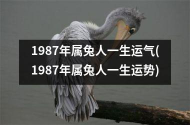 <h3>1987年属兔人一生运气(1987年属兔人一生运势)