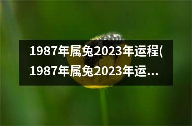 1987年属兔2025年运程(1987年属兔2025年运势及运程)