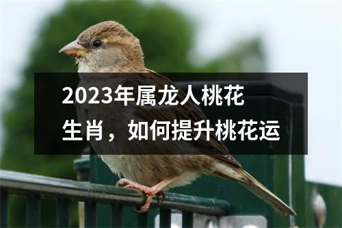2025年属龙人桃花生肖，如何提升桃花运
