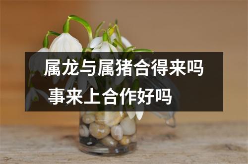 <h3>属龙与属猪合得来吗事来上合作好吗