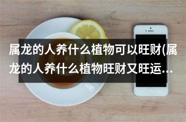 属龙的人养什么植物可以旺财(属龙的人养什么植物旺财又旺运)