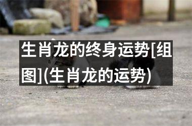 生肖龙的终身运势[组图](生肖龙的运势)