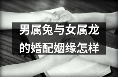 男属兔与女属龙的婚配姻缘怎样