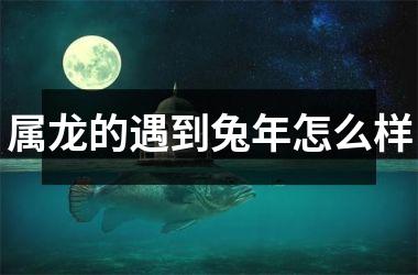 属龙的遇到兔年怎么样