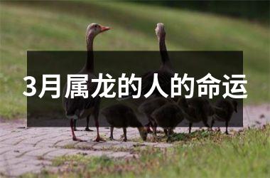 3月属龙的人的命运