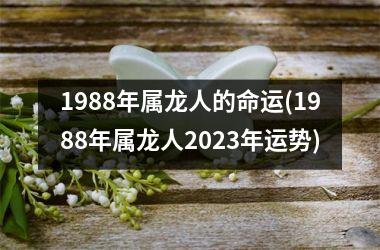 1988年属龙人的命运(1988年属龙人2023年运势)