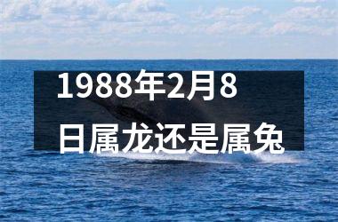 1988年2月8日属龙还是属兔