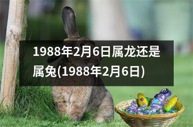1988年2月6日属龙还是属兔(1988年2月6日)
