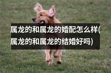 属龙的和属龙的婚配怎么样(属龙的和属龙的结婚好吗)
