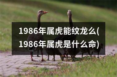 1986年属虎能纹龙么(1986年属虎是什么命)