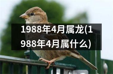 1988年4月属龙(1988年4月属什么)