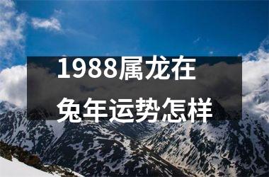 1988属龙在兔年运势怎样