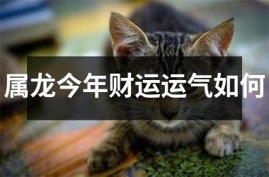 属龙今年财运运气如何