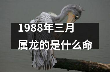 1988年三月属龙的是什么命