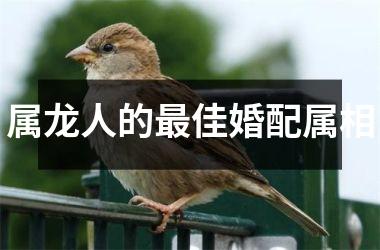 属龙人的最佳婚配属相
