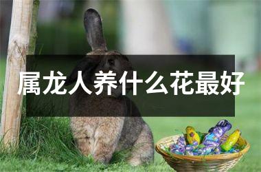 属龙人养什么花最好