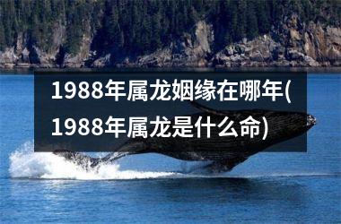 1988年属龙姻缘在哪年(1988年属龙是什么命)