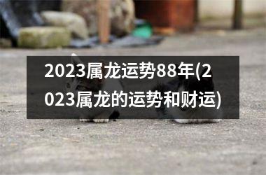 2023属龙运势88年(2023属龙的运势和财运)