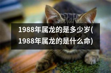 <h3>1988年属龙的是多少岁(1988年属龙的是什么命)