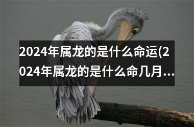 2024年属龙的是什么命运(2024年属龙的是什么命几月出生好)