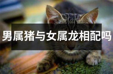 男属猪与女属龙相配吗