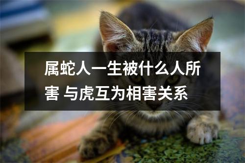 属蛇人一生被什么人所害与虎互为相害关系