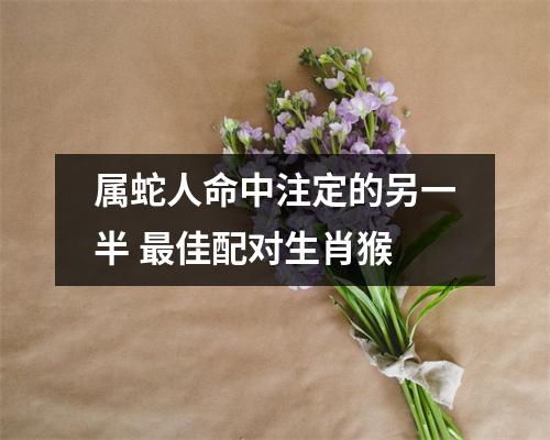 属蛇人命中注定的另一半佳配对生肖猴