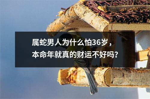 属蛇男人为什么怕36岁，本命年就真的财运不好吗？