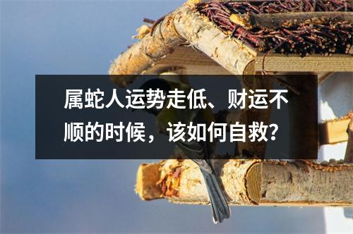 属蛇人运势走低、财运不顺的时候，该如何自救？