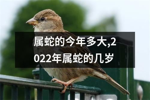 属蛇的今年多大,2025年属蛇的几岁