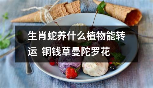 生肖蛇养什么植物能转运铜钱草曼陀罗花