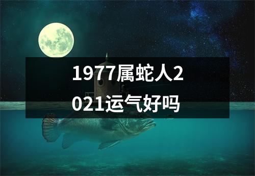 1977属蛇人2025运气好吗